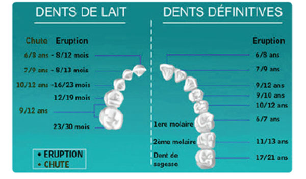 Schéma premières dents (source : UFSBD)